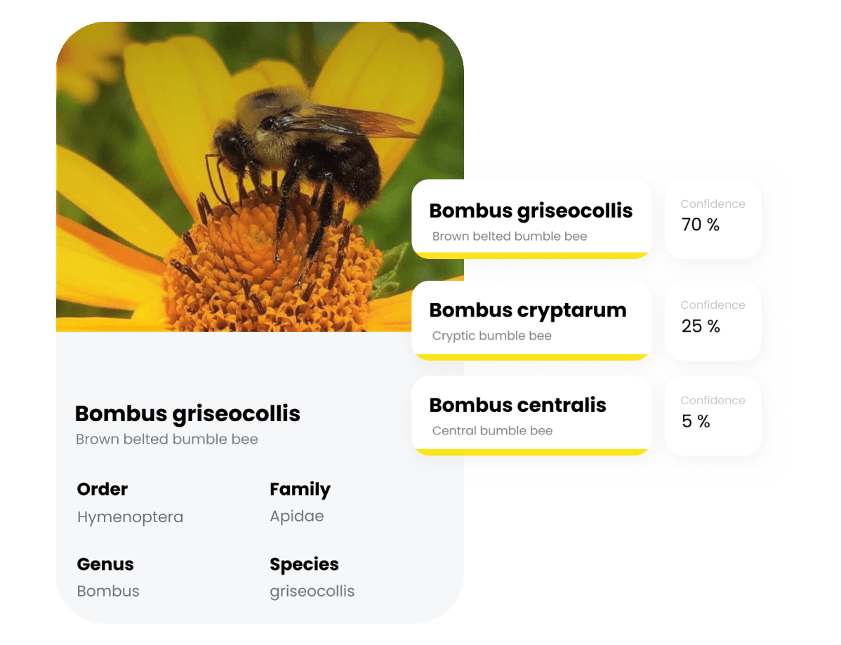 Identify Bee Species